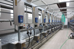 rybinova-dojirna-jestrebice-920