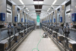 rybinova-dojirna-jestrebice-923